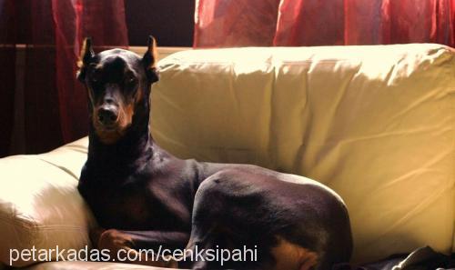 talia Dişi Doberman Pinscher