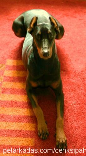 talia Dişi Doberman Pinscher