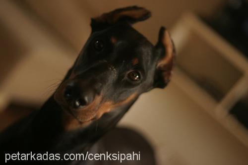 talia Dişi Doberman Pinscher