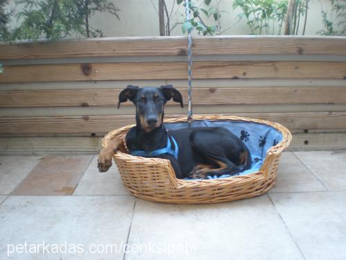 talia Dişi Doberman Pinscher