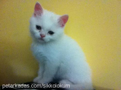 marti Erkek British Shorthair