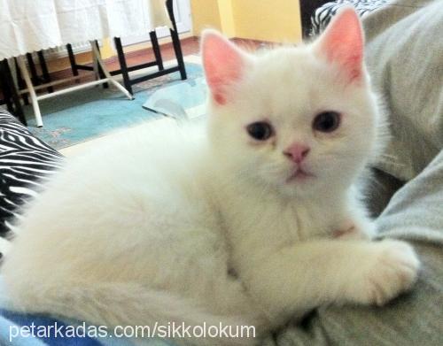 marti Erkek British Shorthair