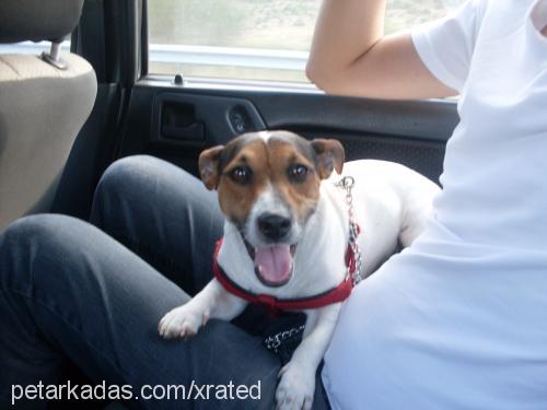 maylo Erkek Jack Russell Terrier