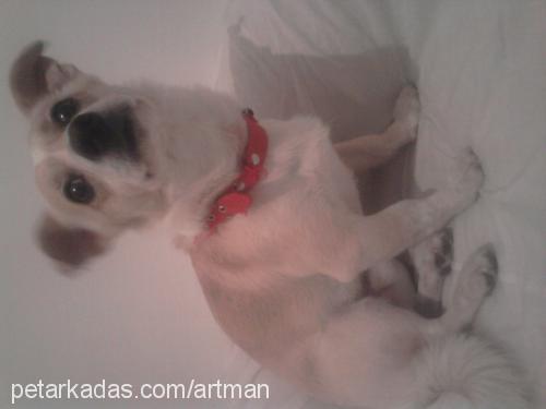 bıdı Erkek Jack Russell Terrier