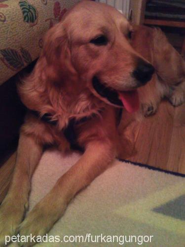 whisky Erkek Golden Retriever