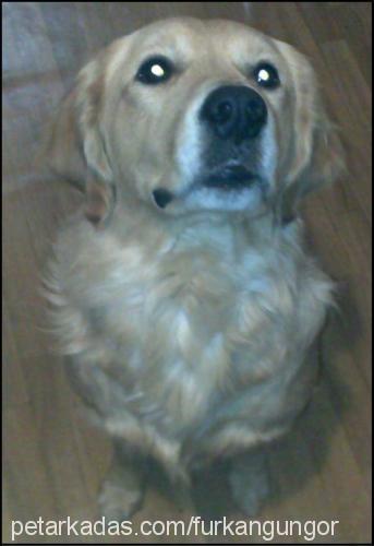 whisky Erkek Golden Retriever