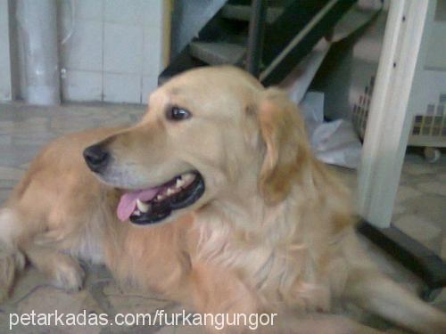 whisky Erkek Golden Retriever