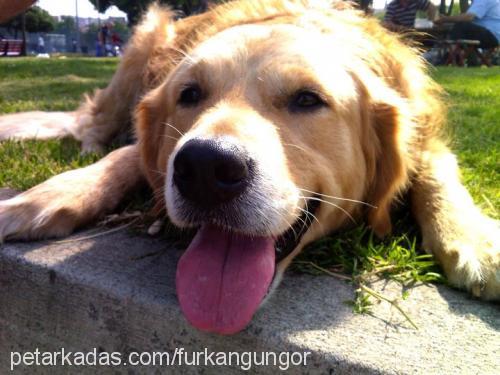 whisky Erkek Golden Retriever