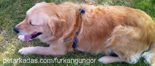 whisky Erkek Golden Retriever