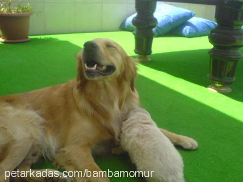 bonny Erkek Golden Retriever