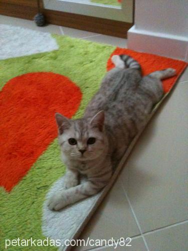 badem Dişi British Shorthair