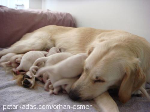 köpük Dişi Golden Retriever