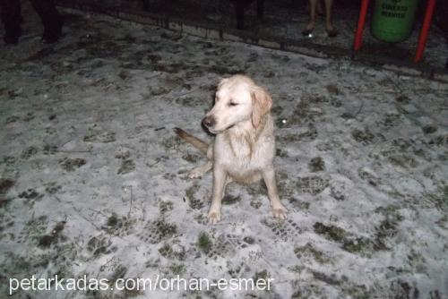 köpük Dişi Golden Retriever