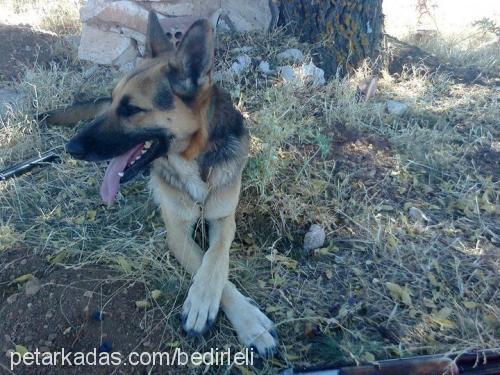 reİs Erkek Alman Çoban Köpeği