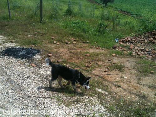 paşa Erkek Sibirya Kurdu (Husky)