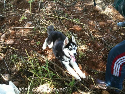 paşa Erkek Sibirya Kurdu (Husky)