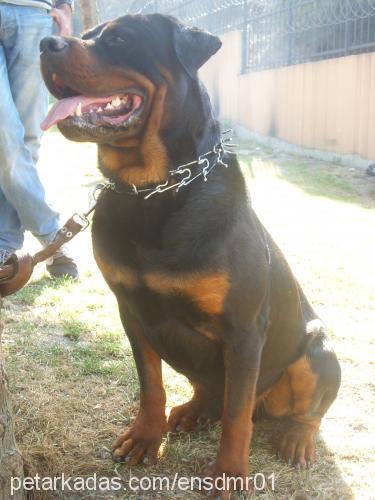 zeus Erkek Rottweiler