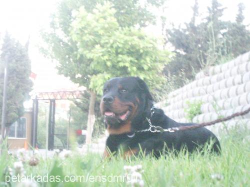 zeus Erkek Rottweiler