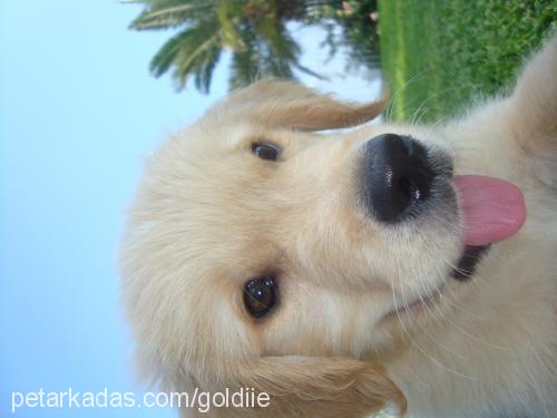 goldie Erkek Golden Retriever