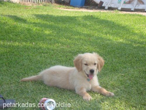 goldie Erkek Golden Retriever