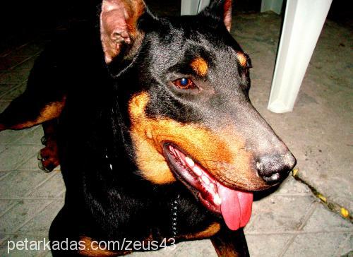 zeus Erkek Doberman Pinscher