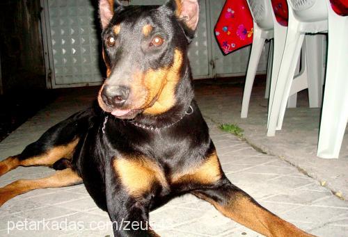 zeus Erkek Doberman Pinscher