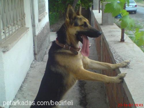 reİs Erkek Alman Çoban Köpeği