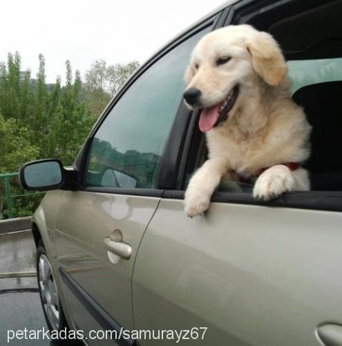 badem Dişi Golden Retriever