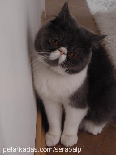 ponçik Dişi Exotic Shorthair