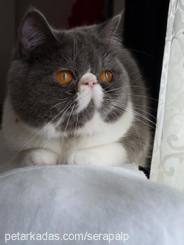 ponçik Dişi Exotic Shorthair