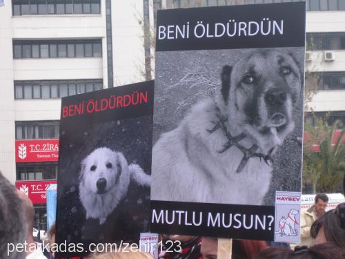 fındık Erkek Alman Kalın Tüylü Pointer