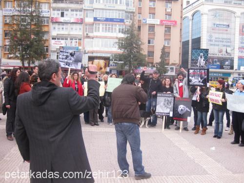 fındık Erkek Alman Kalın Tüylü Pointer