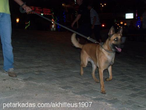 akhilleus Erkek Belçika Malinois