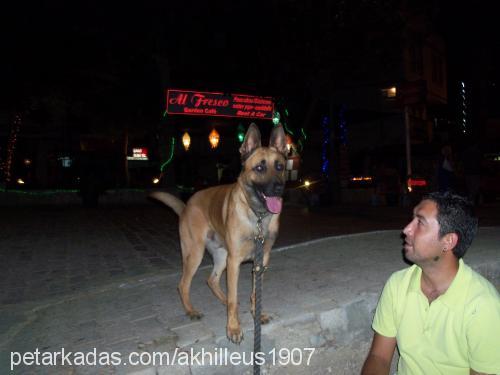 akhilleus Erkek Belçika Malinois