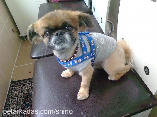 capkin Erkek Pekingese