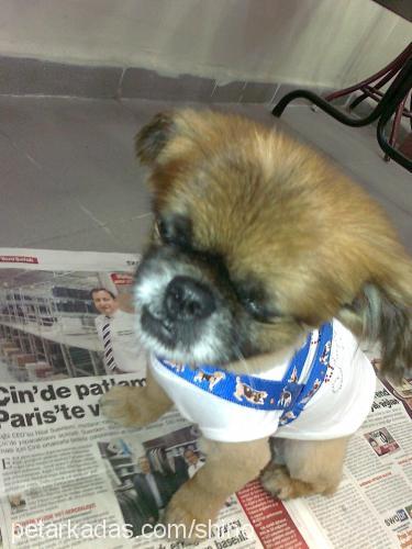 capkin Erkek Pekingese