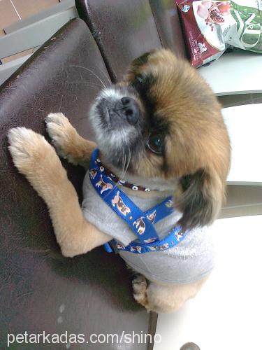 capkin Erkek Pekingese