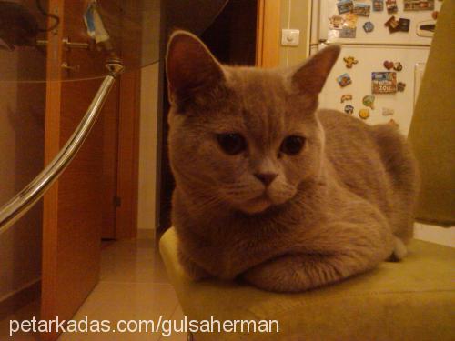 kocakafa Erkek British Shorthair