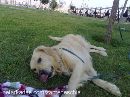 bulut Erkek Golden Retriever