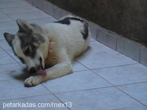 mex Erkek Alaskan Malamute