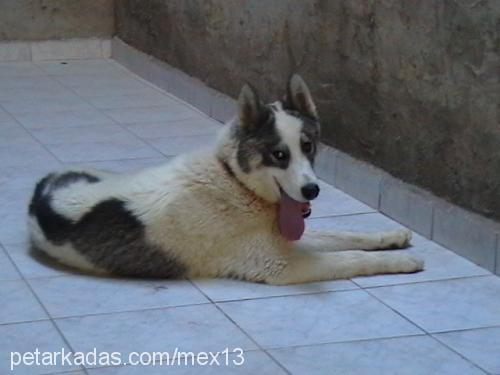 mex Erkek Alaskan Malamute