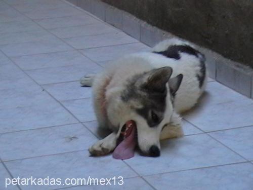 mex Erkek Alaskan Malamute