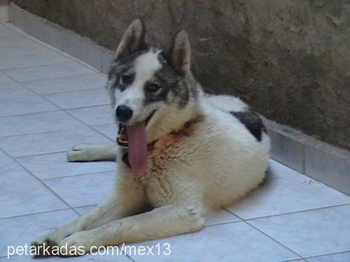 mex Erkek Alaskan Malamute