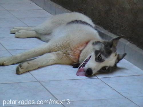 mex Erkek Alaskan Malamute