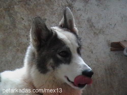 mex Erkek Alaskan Malamute