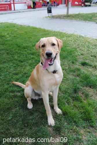 bal Erkek Labrador Retriever