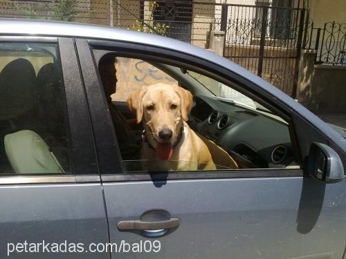 bal Erkek Labrador Retriever