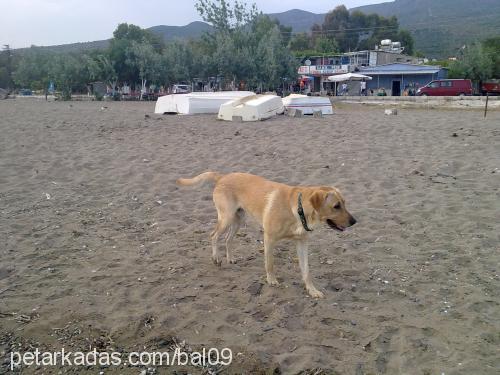 bal Erkek Labrador Retriever