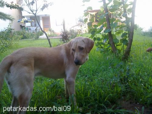 bal Erkek Labrador Retriever