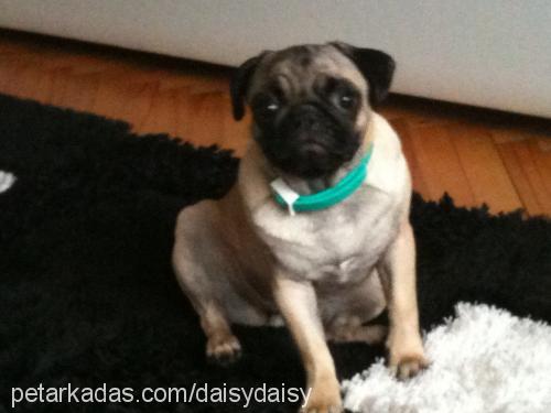 daisy Dişi Pug